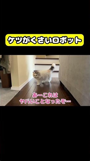 A robot with a stinky butt #cat #funny #voiceover #NyanTuberTsukushi