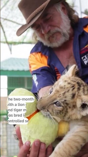 Lion-tiger hybrid liger cub born in Romania