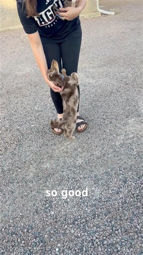 Dan the #doxie ❤️ the golf cart 🤠 #dachshund #dogs #puppies #rizz #beautiful #funnypets #wienerdog