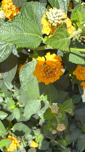 Zo leuk om al die filmpjes te maken maar soms waait het iets te hard 😀. #wind #blooper #metveelplezier #buitenplanten #lantana #bouquinville #7dagenperweekgeopend #valkenburgaandegeul | Joy Flowers
