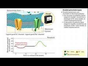 Graded potentials - electrical characteristics and types
