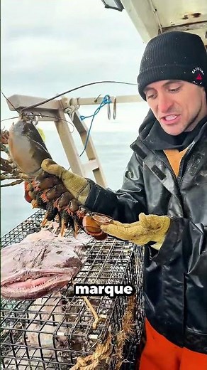 Lobster Laying Eggs Caught Accidentally