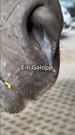 Mehrere ruhige Tage. Ein Galopp. Eine überraschende Beobachtung.