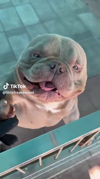 Cute Smart Dogs: All About Exotic Bullies and Pitbulls