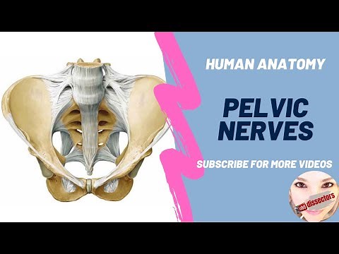 Human Anatomy - Pelvis - Nerves of the pelvis