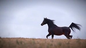 Through Sheila's eyes. From Sheila's lips. By Sheila's vision. http://bit.ly/MajorMacV ***🎄🎁🗓End of the Year Breeding Discount in affect through December 31st: $1,200 for Purebreds, $1,000 for Half-Arabians. Ready to breed your piece of Varian history? | Varian Arabians