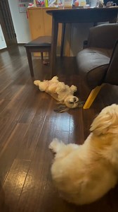 Living my best life 😍 | My dog