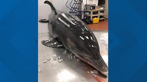 $5,000 reward offered to find Florida dolphin killer