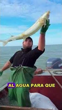 Watch closely as the man hauls in the fishing net. #fishing #seafishing #fyp #shorts #US
