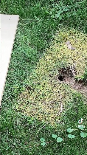 Yellow Jacket Bee Infestation in Backyard! Ground Nests footage!