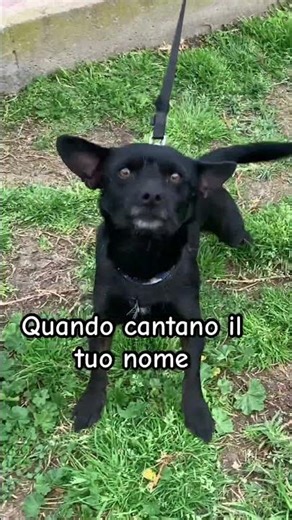 Cane supereroe BATMAN #pets #adorably #dog #puppy