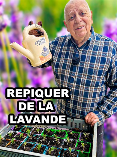 Comment repiquer de la lavande ? #jardinage #jardin #nature #fleur #repiquer #bouture #lavandes #ecologie #astuce #conseil #environnement #potager