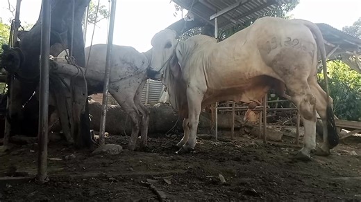 Taguro line huwebes 27 | Lorenzo Salva