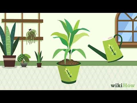 The Ultimate Guide to Plant Pruning