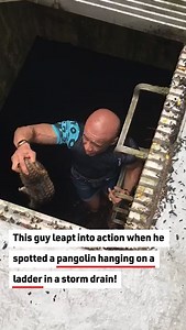 This kind man rescued a pangolin from a storm drain! #animals #rescue #pangolin | Reader's Digest