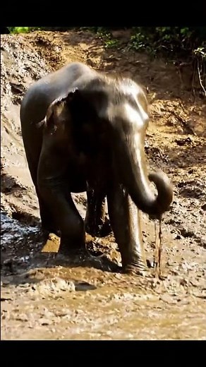 Baby Elephant Uses Mud Slide