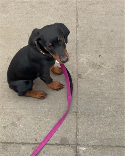 100K views · 2.7K reactions | Chester the 14 week old Doberman goes home tomorrow. He is such a cool little dude. He pulled off his 1st 20 foot Sit/Stay today #waggthedogtrainer #doberman | Wagg The Dog Trainer | Facebook
