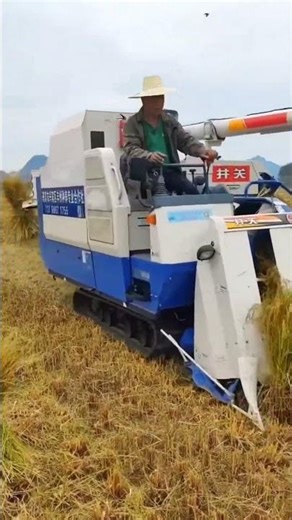 Harvesting process of rice using large harvesters