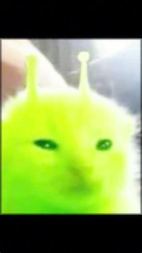 flashlight #cat #meme #memes #funny #fyp