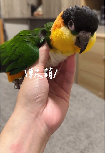 鸚仔柑仔店 (@parrot_grocery_store) 的影片使用了 原聲 - parrot_grocery_store - 鸚仔柑仔店