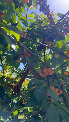 Cherry Farm.White Cherry.Picking.Nashdale Orange NSW. 26Dec2025, $8kg