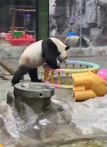21K views · 1.9K reactions | Panda Meltdown in 3… 2… 1..BITE! #panda #fluffy #pandas #cute #naturephotography #nature #care #beautiful #love #funnyanimals #playingtoys #playing #chilling | Pandas, a Light In My Heart | Facebook