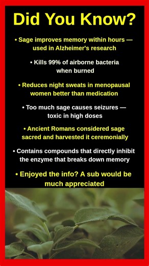 Shocking Facts About Sage That Will Blow Your Mind 🌿😱