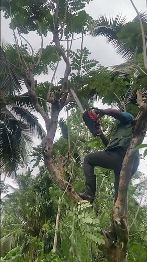 How to Cut Tree Branches Using a Chainsaw – DIY Guide!