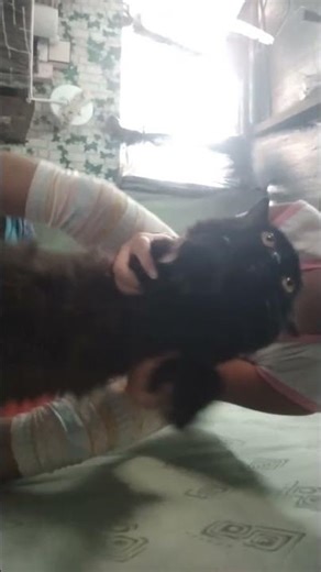 I ACCIDENTALLY FACED REVEAL #cutecat