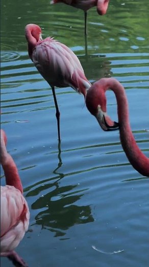 Flamingo nature birds Behavior- 4K (Wild FLAMINGOS Caught on Camera in 4K!)