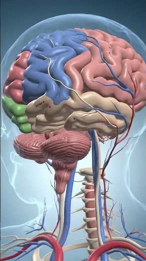 HUMAN BRAIN IN 3D ANIMATION ANATOMY