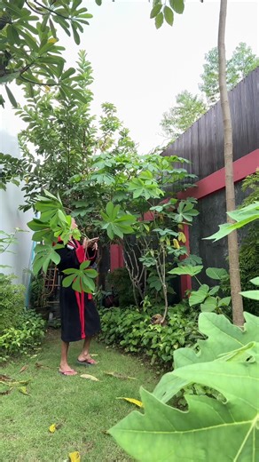 yayakamari1 (@yayakamari1)’s videos with Natural Bird Sounds - Nature And Bird Sounds & Bird Sounds Ambience & Forest FX