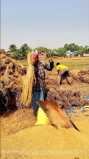 Harvesting Gold: How Traditional Threshing Brings Food to the Table