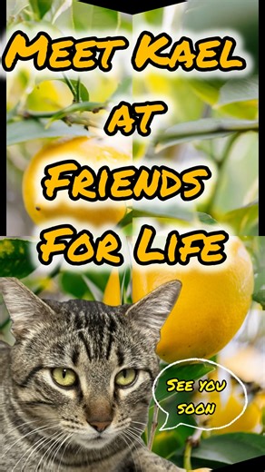 Adorable Kael is a 2 year old, male, Tabby cat who arrived after being found as a stray. This friendly boy is very relaxed, and enjoys the company of other kitties. He enjoys being pet, and will reward you with biscuits! He's not necessarily interested in playing with toys, but he is an avid bird-watching enthusiast and will invite his feline friends to join him in the window. If you're interested in meeting Kael, please visit https://azfriends.org/testing/adopt.html to complete an adoption cons