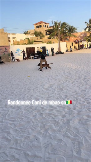 #senegalaise_tik_tok🇸🇳pourtoichallenge #chien @Khalil Bou brome darou noreyni