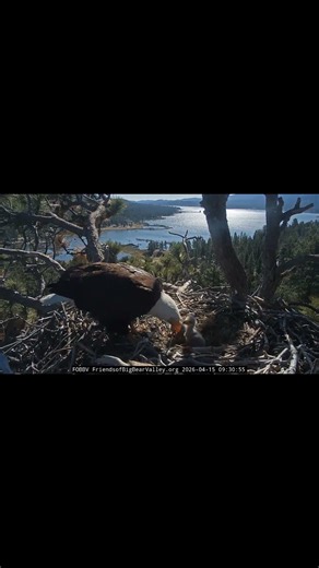 Jackie Feeding the Eaglets 🦅🥹 So Cute! | #eaglets #EagleFeeding #BaldEagle #JackieAndShadow