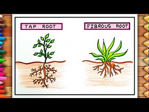 Tap and Fibrous Roots Drawing | Tap and Fibrous Roots Poster | Tap and Fibrous Roots Easy Drawing