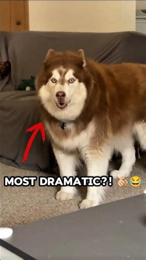 Most Dramatic Dog?! 🐶😂 #shorts #dog #funfacts