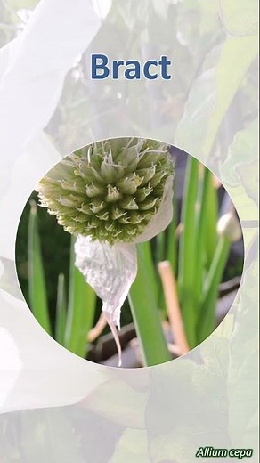 Bract - botany word of the week