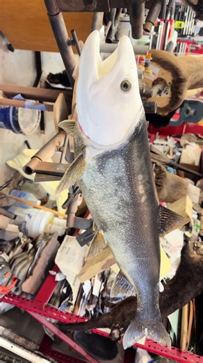 Preparing Lake Trout for Taxidermy