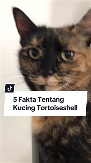 5 Fakta Tentang Kucing Tortoiseshell 🐢🐈