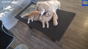 790K views · 6.8K shares | WATCH: Dogs and cats have different ideas of what's acceptable for play time - including this puppy who thinks fake eating his playmate is totally normal! ❤️ | Good Morning America | Facebook