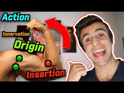 ORIGIN, INSERTION, ACTION, AND INNERVATION MADE EASY!