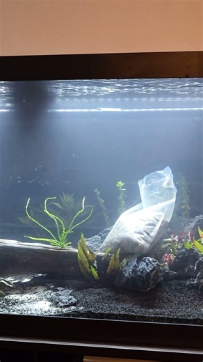 Finally filled my first big tank! 75gal discus community! #fx6 #fluval