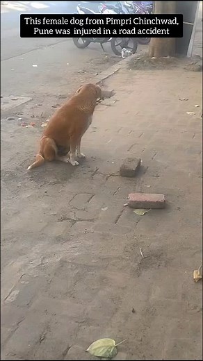 7K views · 56 reactions | For donation -: G-pay 9604451500(Mayur Pasare) Or donation through Bank details-Account name -Make New Life Account number -50100145544781 IFSC CODE -HDFC0001793 NAVI PETH BRANCH #straydogrescue #dogngo #animalwelfare #makenewlifengo #doghumanbond #donatetoday #secondchance #animalsinstreet #strayanimals #donation | Make New Life | Facebook