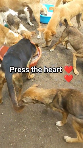 #viral #petcareprovider #fyp #youtubeshorts #yotube #usa #shortvideo#subscribe #freedom #water#love