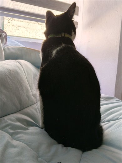 Cómo jugar con gatos: Diversión y risas garantizadas