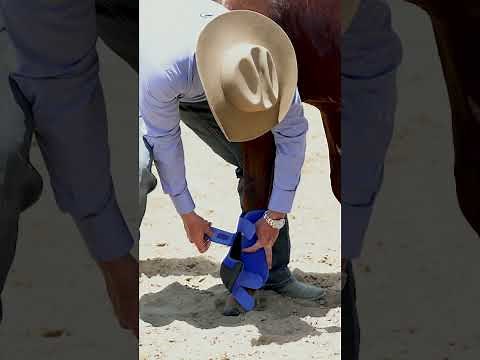 How to Put Support Boots on Your Horse