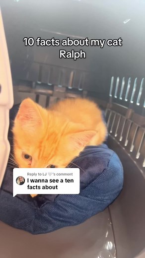 10 Facts About My Cat Ralph: Meet My Orange Feline Friend