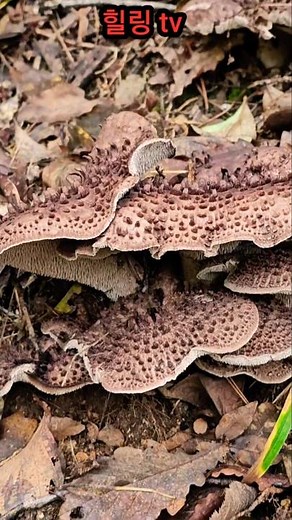 Have you ever seen a mushroom like this?
